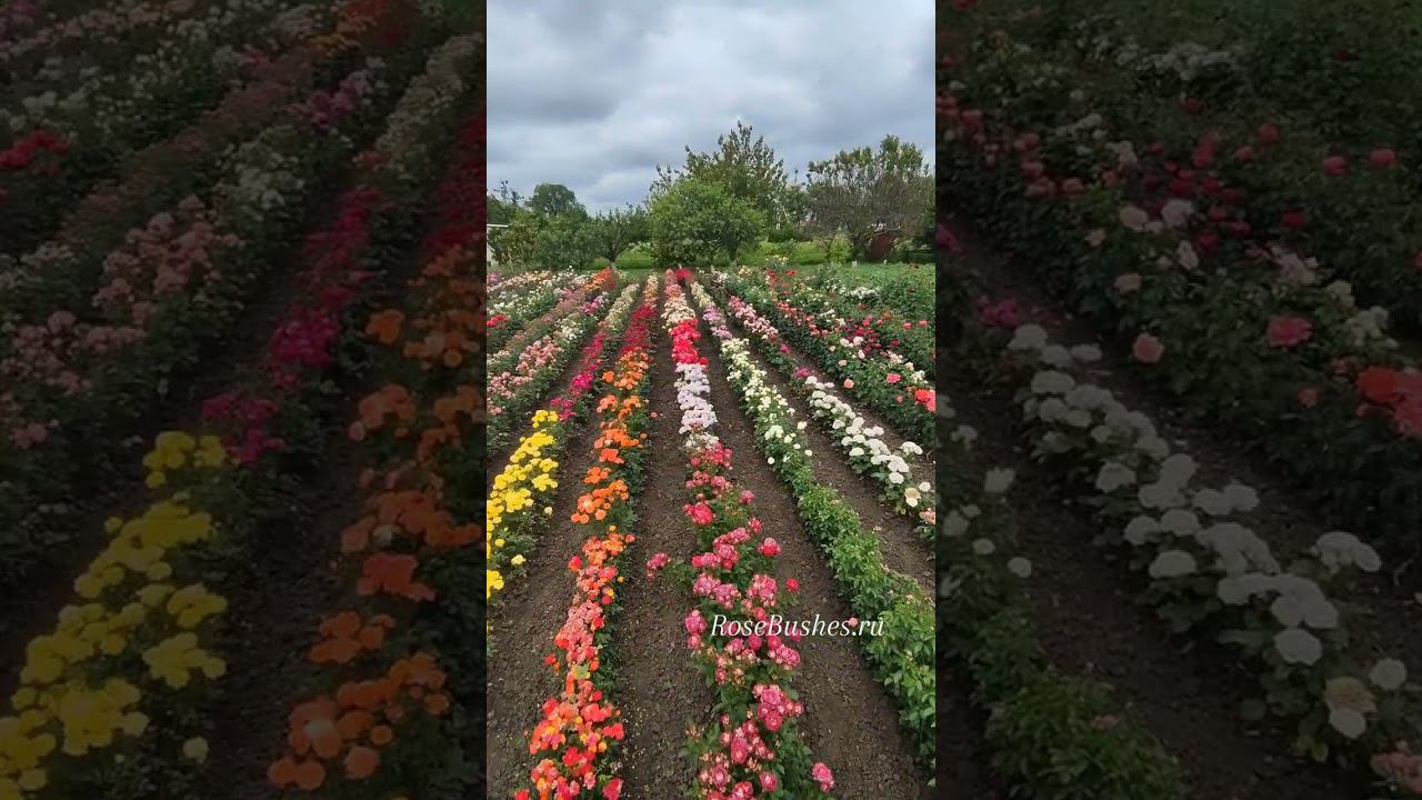 продажа саженцев роз и гортензий от Ксении - RoseBushes.ru смотреть онлайн