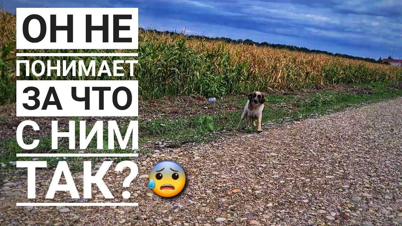 На трассе где вокруг ни души, бегал напуганый пес, его бросили туда умирать