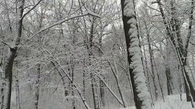 Челлендж "Привет, Весна"! Прогулка по весеннему лесу, Когда уже придет весна??? Болталка на прогулк смотреть онлайн