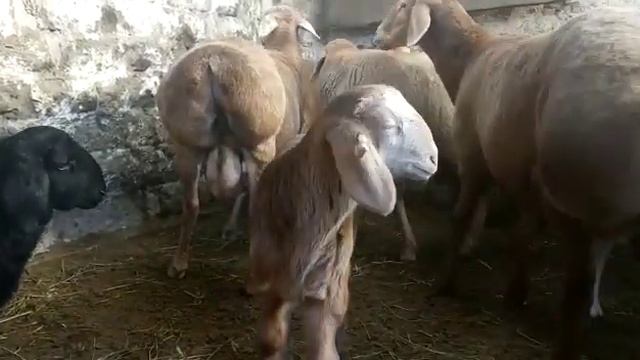 Бараны, овцы Арашан смотреть онлайн