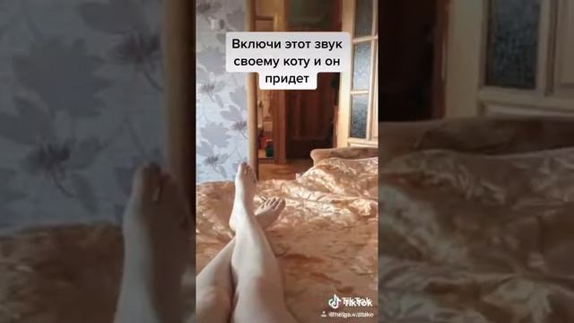 Включи этот звук и твой кот(кошка) придёт к тебе смотреть онлайн