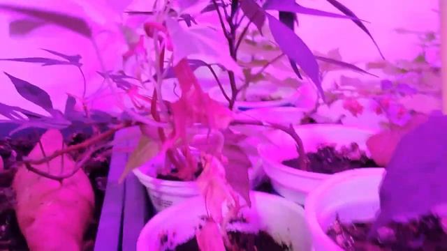 Как часто и чем поливать рассаду батата? смотреть онлайн