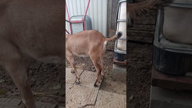 Вымя молодой козочки смотреть онлайн