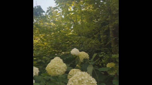 Gyengébb hajtású HORTENZIÁK KEZELÉSE | Hydrangea arborescens 'Abetwo' - Cserjés hortenzia смотреть онлайн
