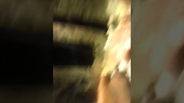 Черепаха живёт с рыбками очень дружно смотреть онлайн