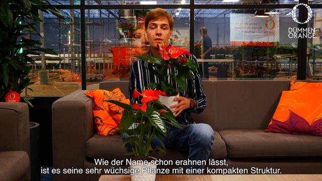Flowertrials Highlight: Anthurium Red Bull. German Subtitles смотреть онлайн