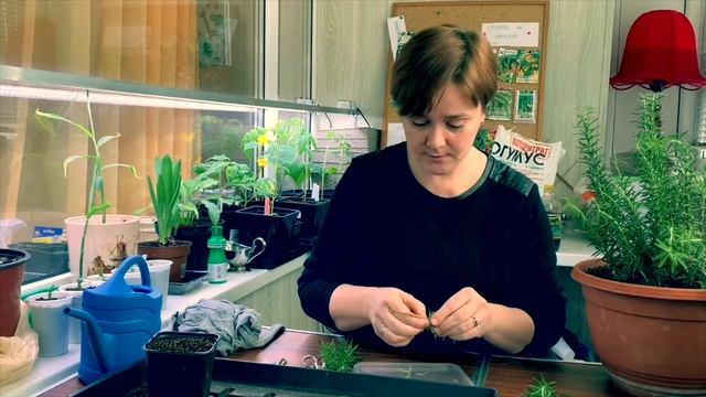 Выращивание розмарина смотреть онлайн