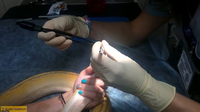 Удаление нароста на слизистой у змеи смотреть онлайн