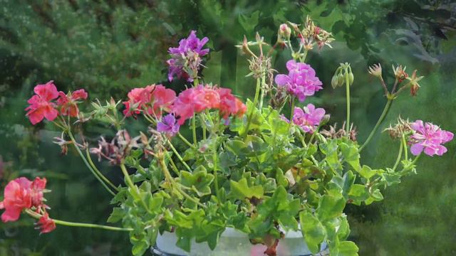 Летняя зарисовка смотреть онлайн