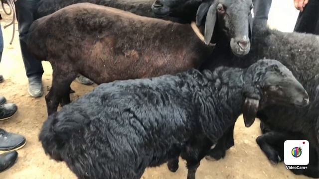 Margilon KAMBINAT chorva bozori NARXLARI смотреть онлайн