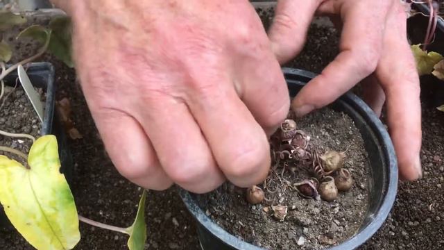 Cyclamen losing their leaves at the start of summer @stinkyditchnursery750 May ‘22 смотреть онлайн