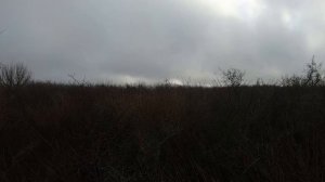 Удачная охота на фазана с ягдтерьером. охота с собаками