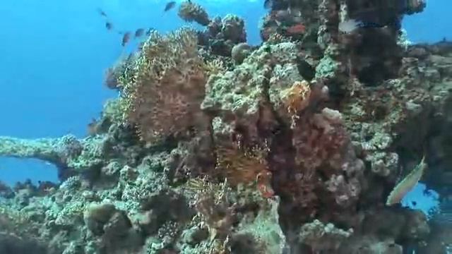 Рыбки у рифа.flv смотреть онлайн