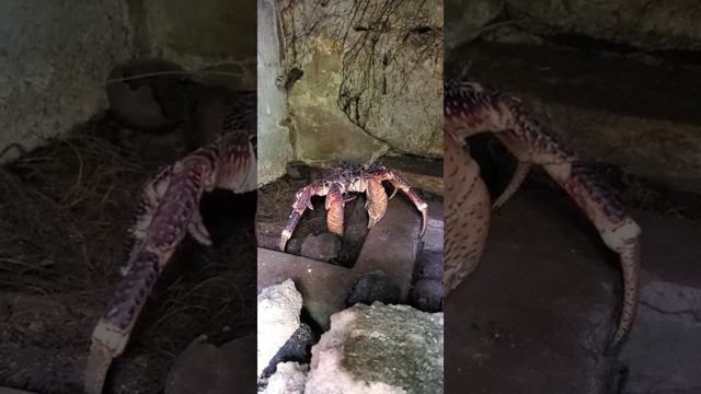 Plantation. Seeking For 🥥coconut  🦀crab. Плантация. Поиски кокосового краба. Часть 2