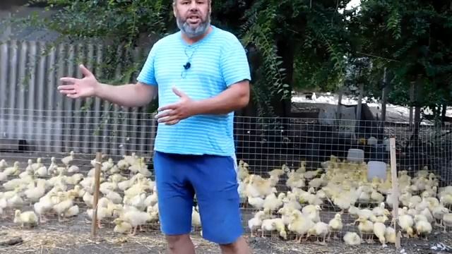 И опять о проблемах с клиентами// Падёж гусят// Продаём последних гусят в этом сезоне смотреть онлайн