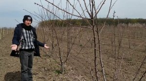 короновидная формировка черешни