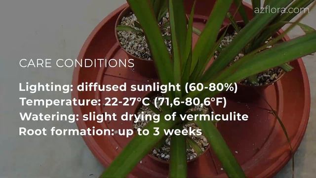 How to propagate DRACAENA MARGINATA from cuttings | DRAGON TREE care смотреть онлайн