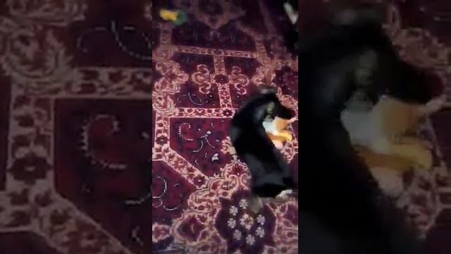Умная тоичка Скай 3мес. смотреть онлайн