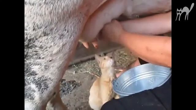 Котенок пьет молоко от коровы смотреть онлайн