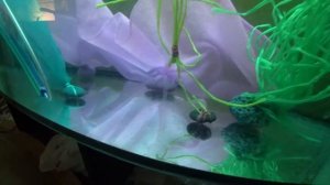 1 ЫЙ ДЕНЬ ЖИЗНИ МАЛЬКА КАРПА КОИ