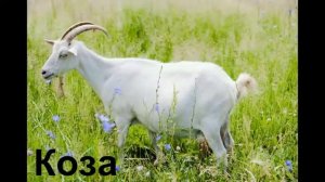 Звуки домашних животных и птиц часть 1