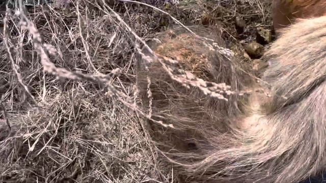 Рождение жеребёнка