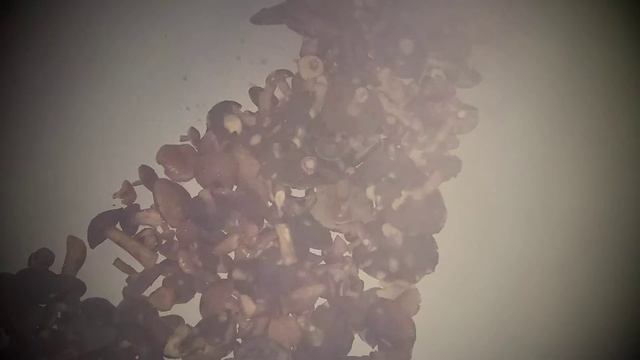 Грибы смотреть онлайн