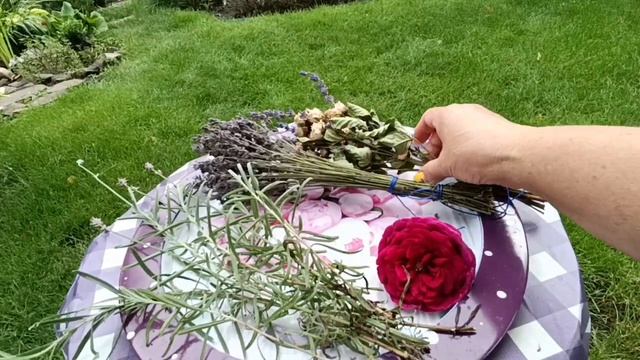 Лаванды много не бывает!Мой опыт черенкования. смотреть онлайн