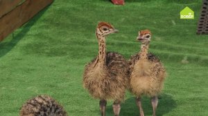 Как правильно кормить страуса