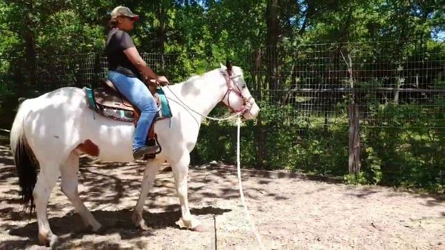 Adult Beginner Western riding lessons - groundwork and riding exercises смотреть онлайн