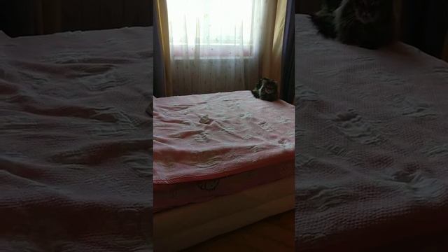 Почему кот зевает? смотреть онлайн