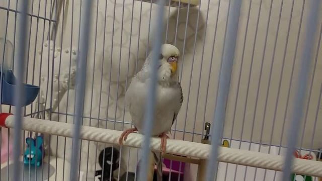 Как научить волнистого попугая говорить??? Мы всё подробно расскажем вместе с попугаем жорай??️ смотреть онлайн