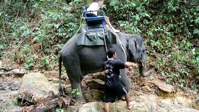 детёныш слона DSC_4497 смотреть онлайн