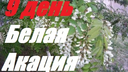 Белая Акация 9 день.Акация выделяет.Сильный дождь.