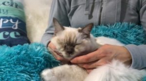 Ragdoll kitten - 5 месяцев спустя - особенности породы рэгдолл - правда ли?