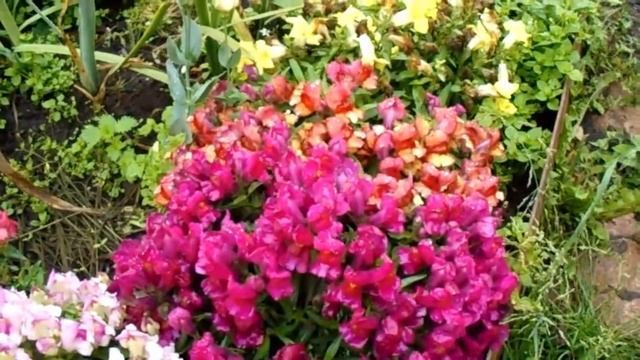 Цветение львиного зева смотреть онлайн