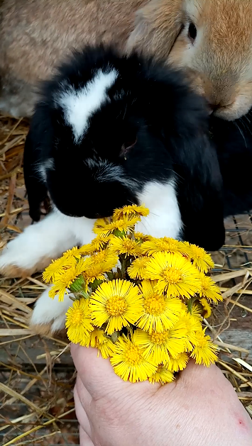 Весенние зайчики для зайчиков. смотреть онлайн
