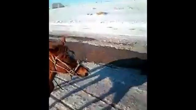 Катаемся на лошадях! Рысак и Иноходец смотреть онлайн