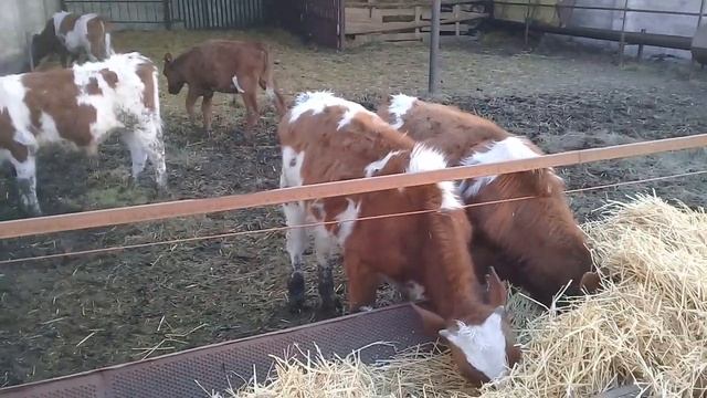 Перевели отстающих телят в другой загон.