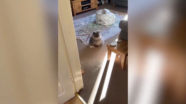 Самые смешные приколы с домашними животными: смешные кошки и коты, милые собаки. Животные веселятся смотреть онлайн