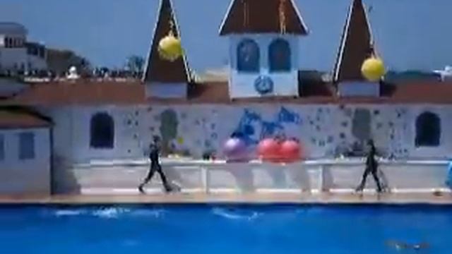 КАК ГОВОРЯТ ДЕЛЬФИНЫ И МОРСКИЕ КОТИКИ! смотреть онлайн