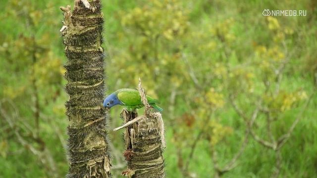 С годами эти женщины только хорошеют: Топ 3 знаков Зодиака смотреть онлайн