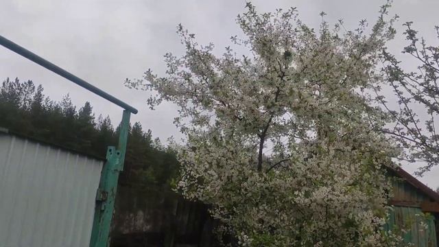 VLOG| ИСТЕРЮ- ДОМА ВОНЯЕТ, НА ОГОРОДЕ НИЧЕГО НЕ РАСТЕТ смотреть онлайн