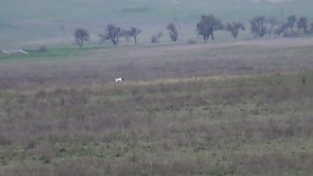 841 Английский Пойнтер смотреть онлайн