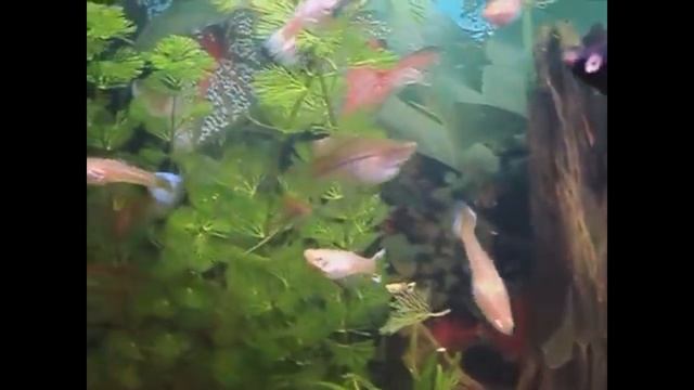 Гуппи. О содержании, уходе и размножении. смотреть онлайн