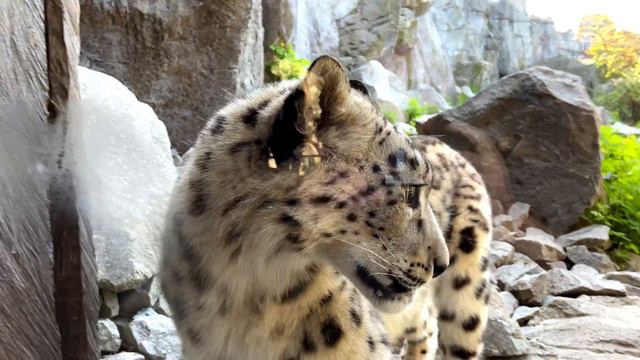 June's Journey Wildlife Week - A Journey to the Zoo смотреть онлайн