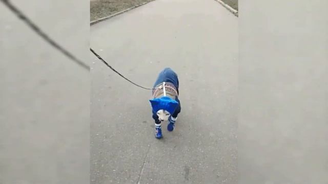 Прикольные животные смотреть онлайн