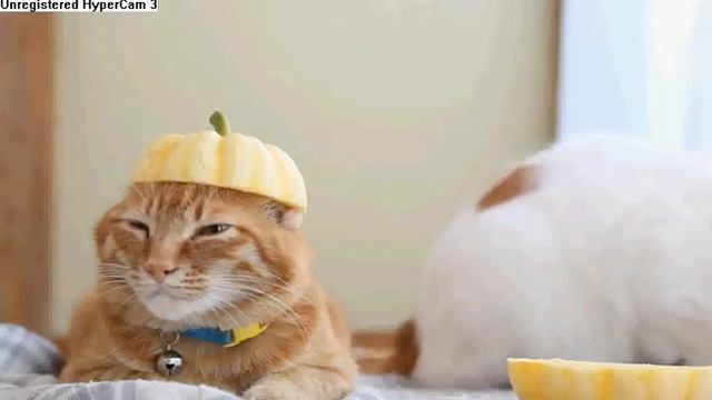 невозмутимый кот смотреть онлайн