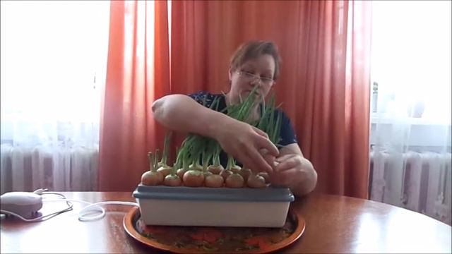 Выращивание Лука на Зелень Результат смотреть онлайн