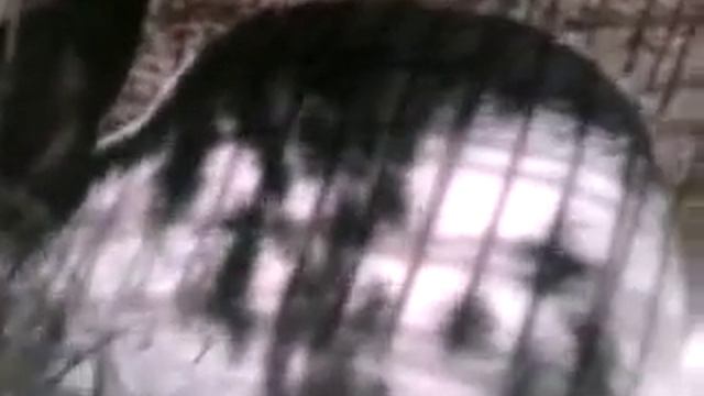 Породистый кролик 